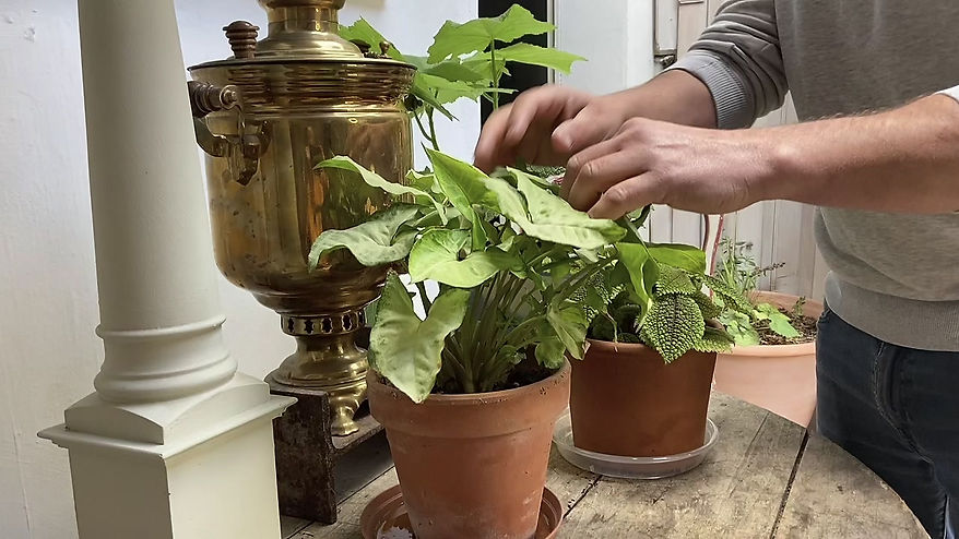 Chestertons | House Plant Surgery